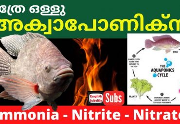 Nitrogen cycle in Aquaponics Fish Farming