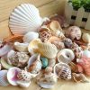 Sea Shell Big Size For Aquarium Decoration