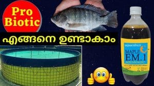 How to make Probiotic using Aquamagic EM1 for Biofloc Fish Farming Malayalam