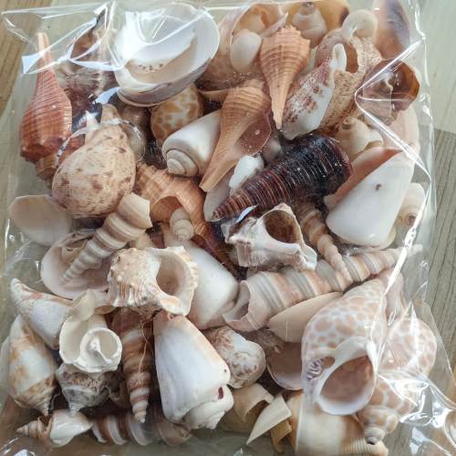 Sea Shell Mixed 500 g for Aquarium Decoration