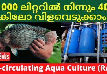 Recirculating Aqua Culture | How does work RAS Fish Farming