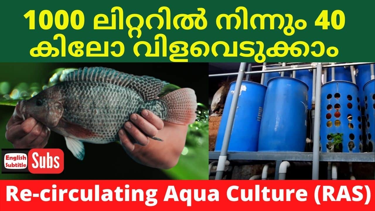 Recirculating Aqua Culture