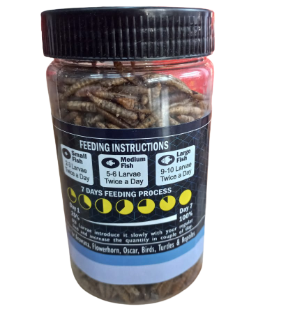 Prochamp Black soldier Fly Larvae 50 gram 3
