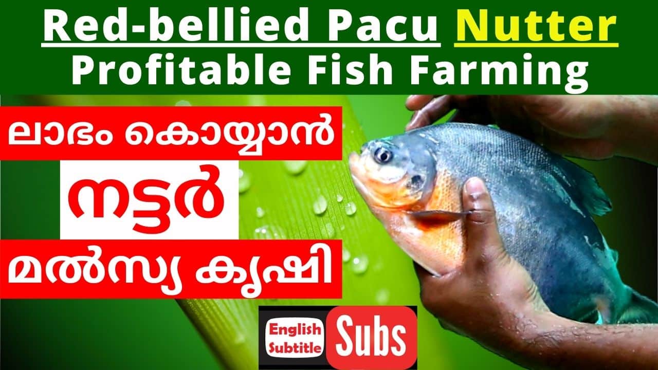 Nutter fish farming in malayalam