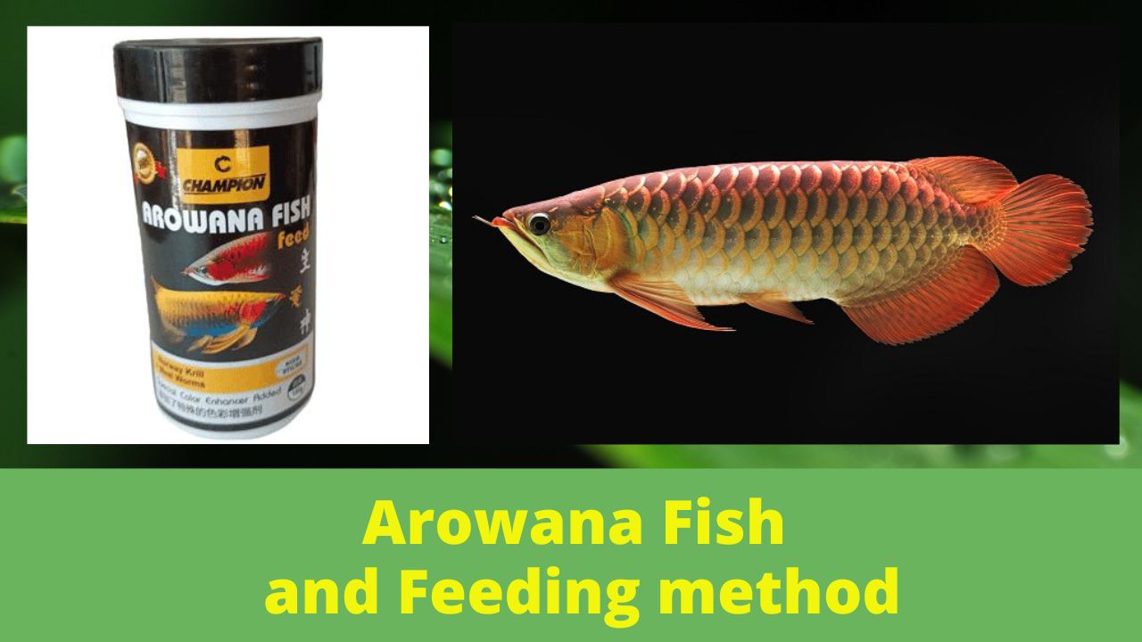 Arowana Fish and Feeding method
