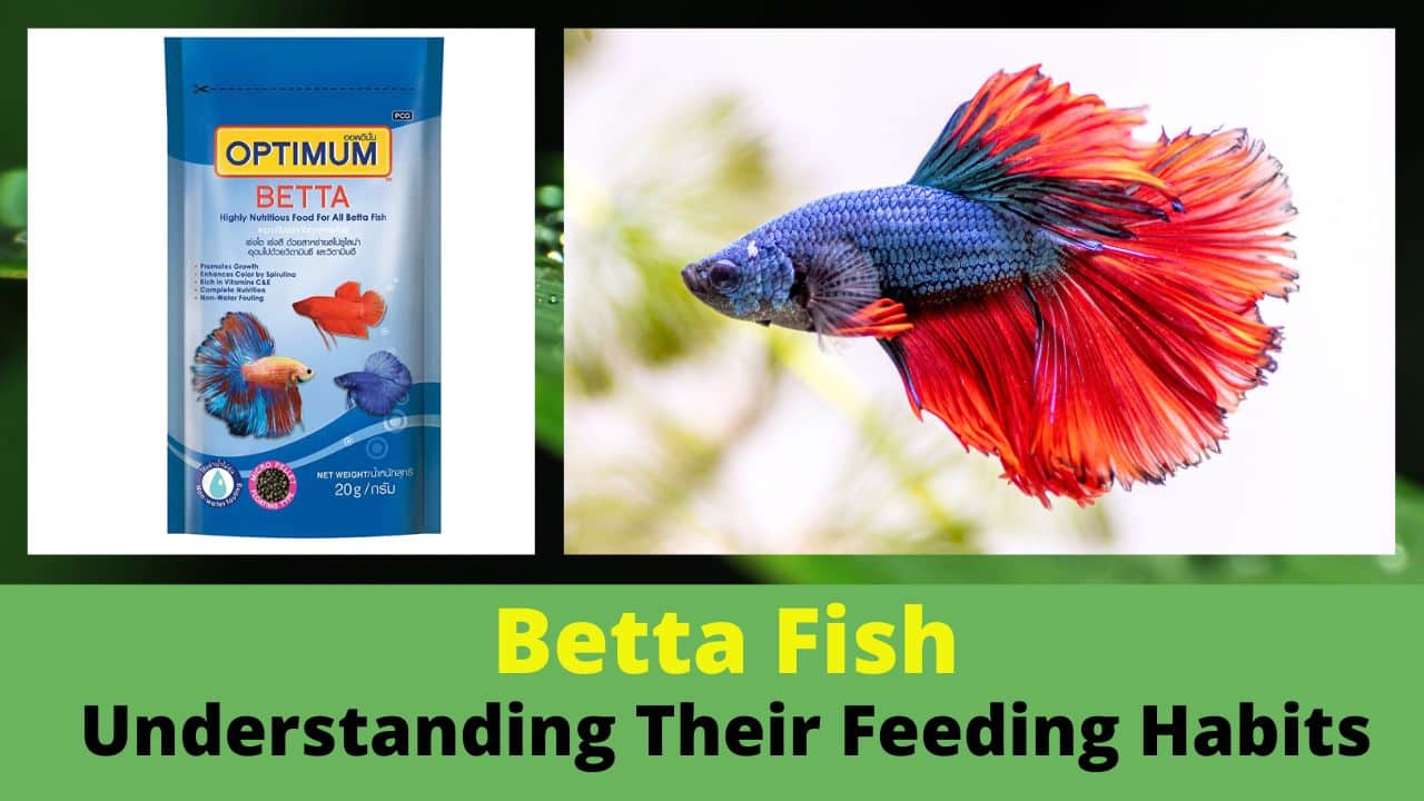 Betta Fish Understanding Their Feeding Habits