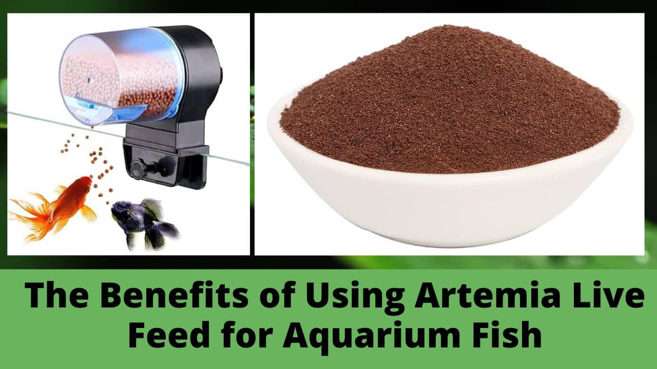 The Benefits of Using Artemia Live Feed for Aquarium Fish