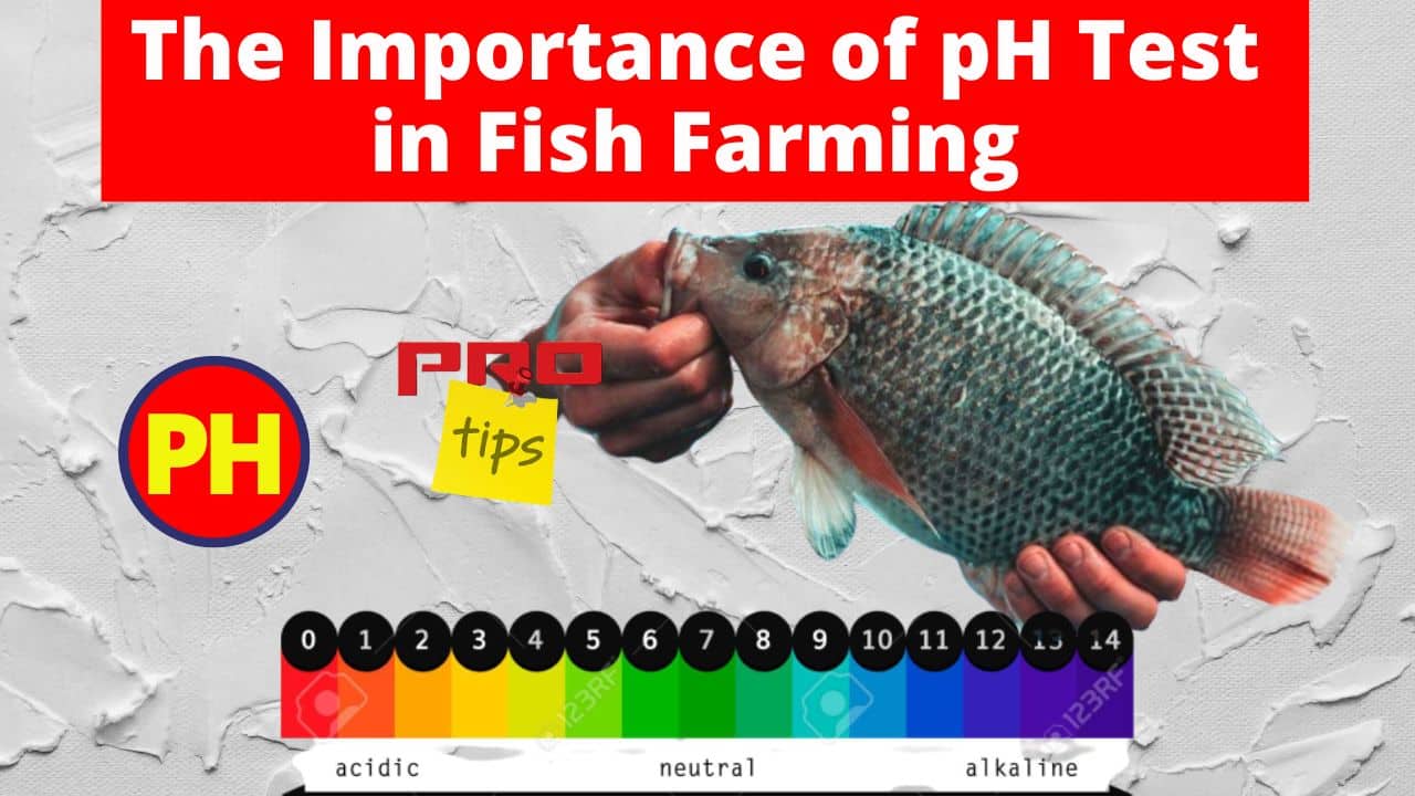 The Importance of pH Test in Fish Farming
