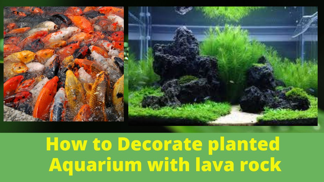 How To Clean Lava Rock For An Aquarium  