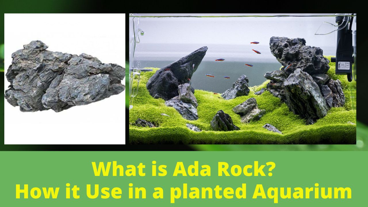 What is Ada rock and How Ada Rock use in a planted Aquarium