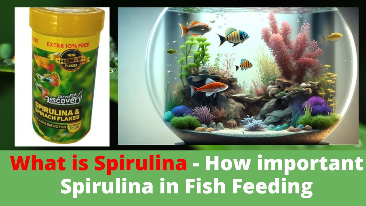 What is Spirulina - How important Spirulina in Fish Feeding