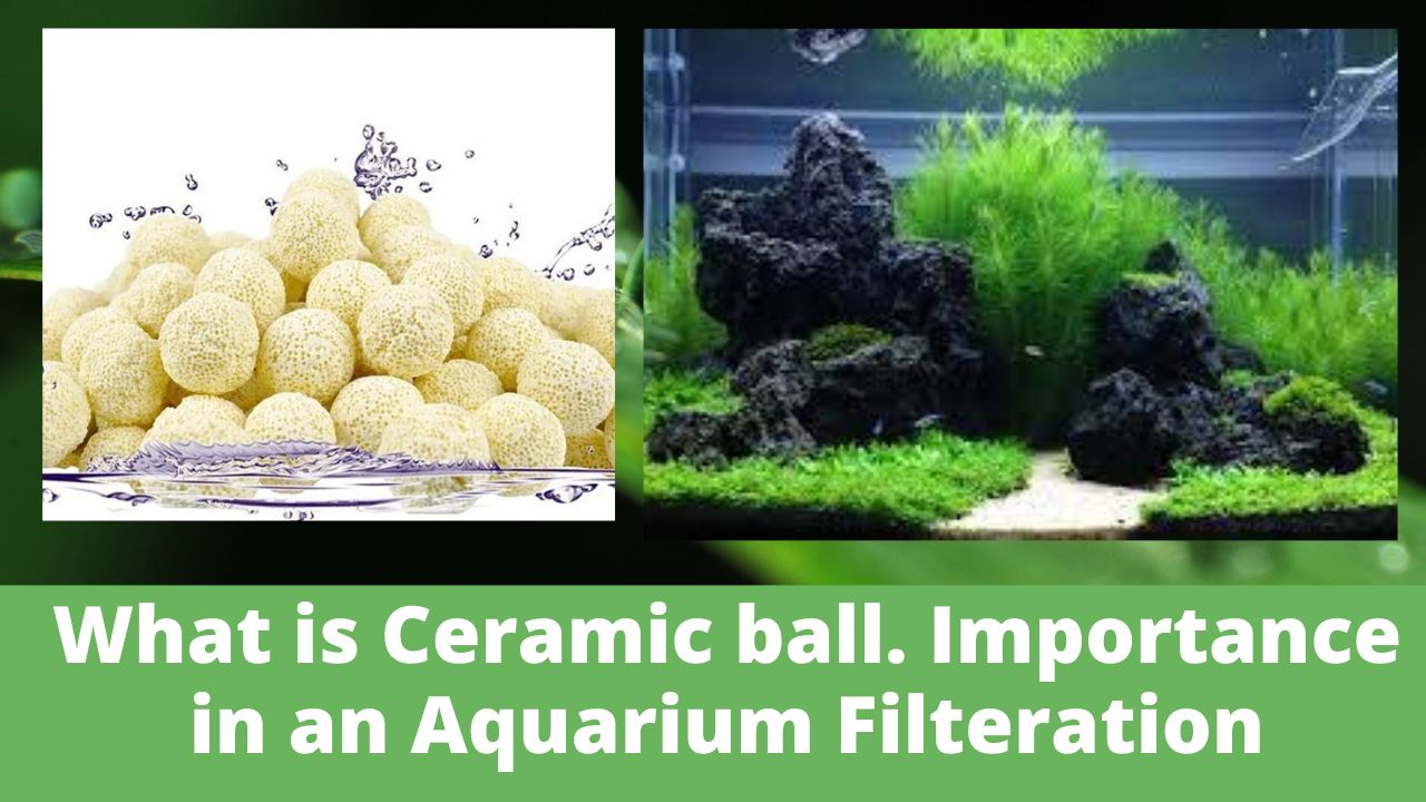 What is ceramic balls and Importance of ceramic balls in an aquarium Filteration system