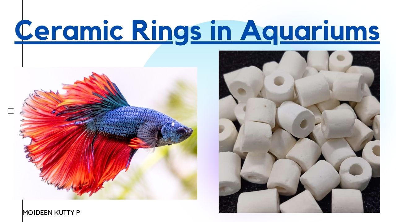 What is ceramic rings and How ceramic rings use in a fish aquarium
