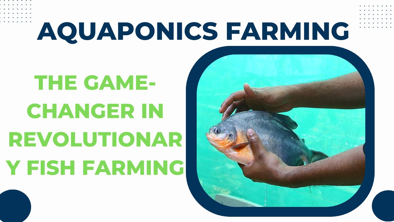 Aquaponics Unveiled The Game-Changer in Revolutionary Fish Farming