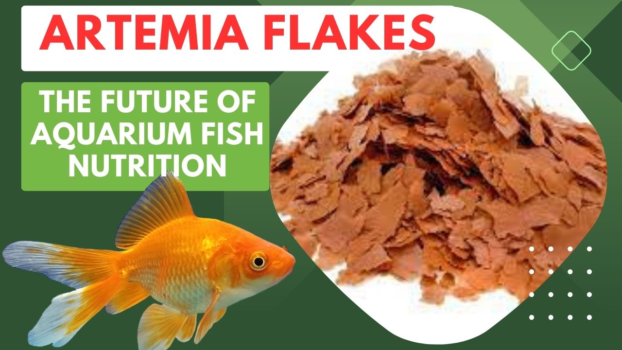 Artemia flakes The Future of Aquarium Fish Nutrition