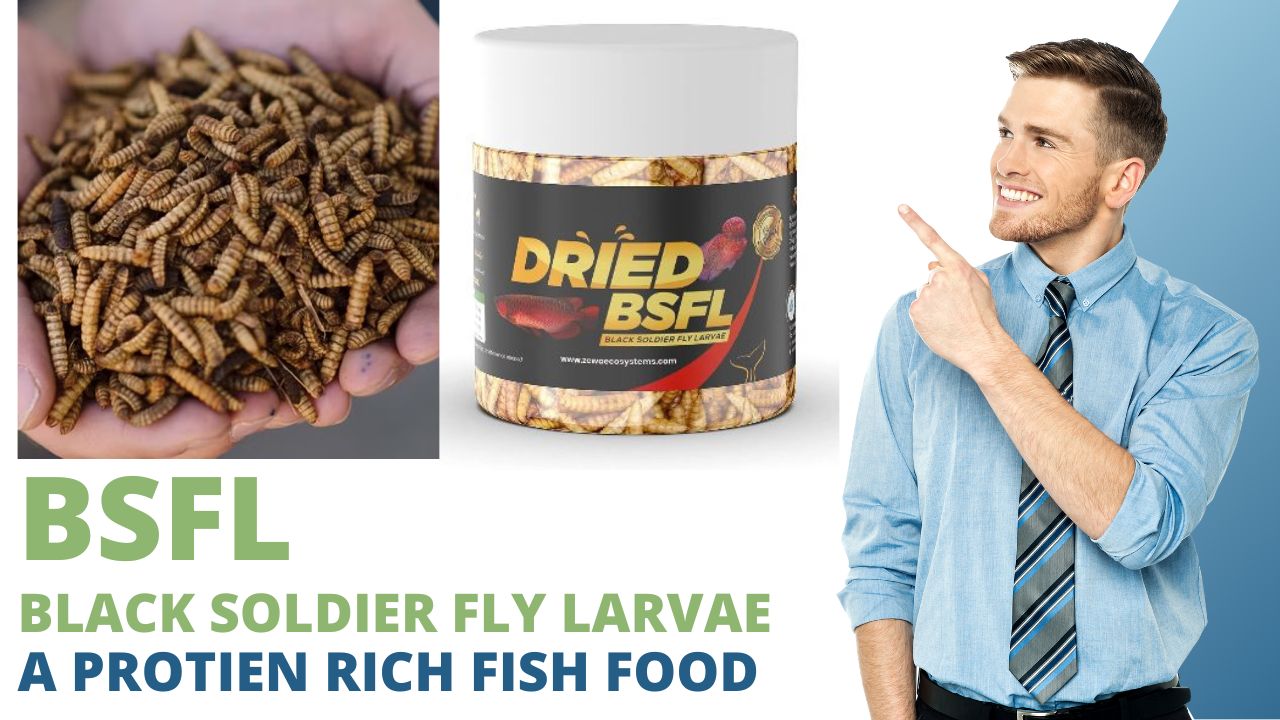 Discover the Wonders of Black Soldier Fly Larvae as Fish Food!