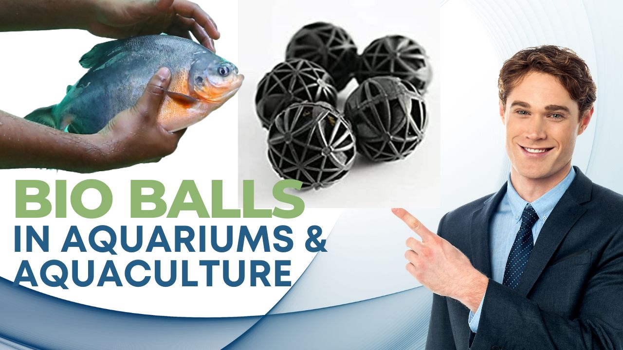 Discovering the Power of Bio Balls in Aquariums and Aquaculture Systems